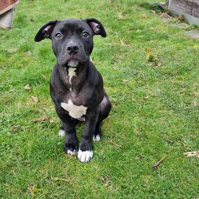 Hundetreffen-Gassi/Welpentreffen-Bild