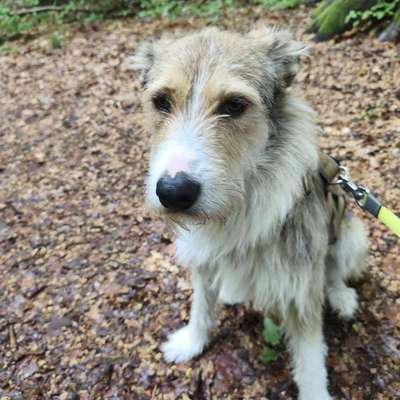 Hundetreffen-Gemeinsame Gassrunden-Profilbild