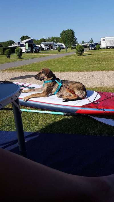 Dein Hund im Dogorama-Kalender 2021-Beitrag-Bild