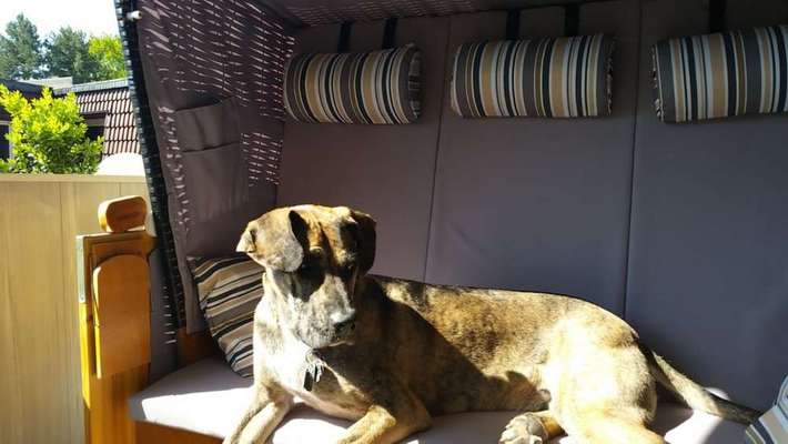 Dein Hund im Dogorama-Kalender 2021-Beitrag-Bild