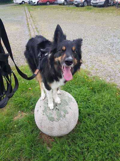 Gibt's hier noch mehr Border Collies???-Beitrag-Bild