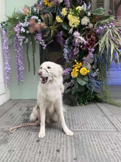 Kokoni on board?-Beitrag-Bild