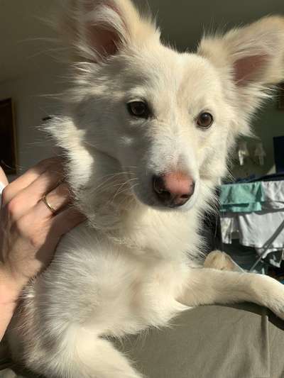 Auslandstierschutz-Beitrag-Bild