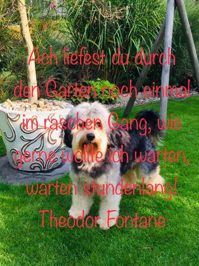 Unsere Fellnasen im Regenbogenland-Beitrag-Bild