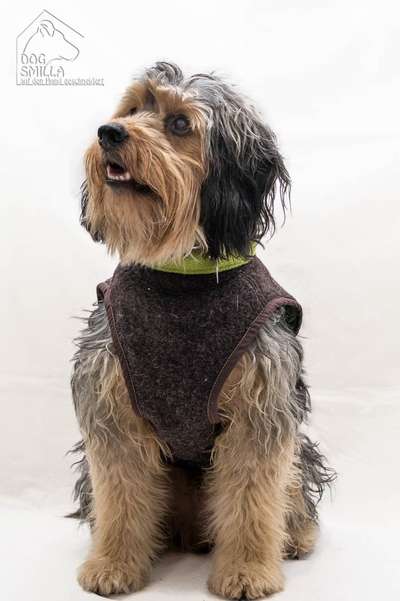 Foto's und Hundemodels-Beitrag-Bild