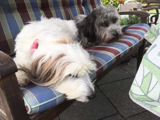 Bester Freund, Hundekumpel - zeigt her!-Beitrag-Bild