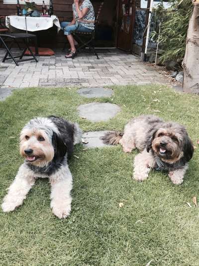 Bester Freund, Hundekumpel - zeigt her!-Beitrag-Bild