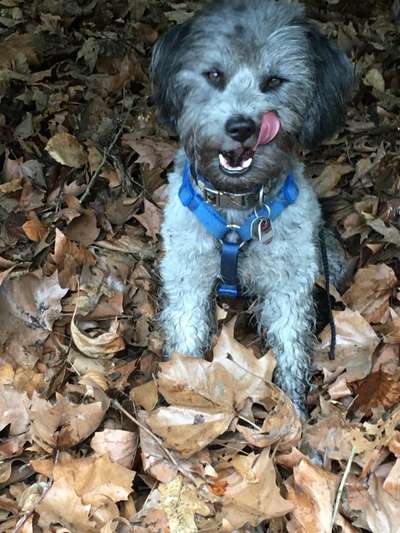 Tongue Out Tuesday-Beitrag-Bild