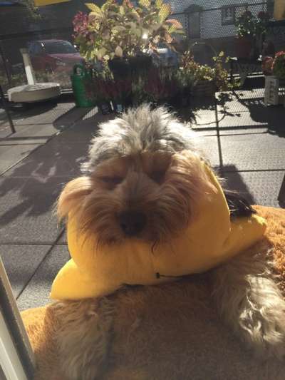 Der Lieblingsplüschi eures Vierbeiners-Beitrag-Bild