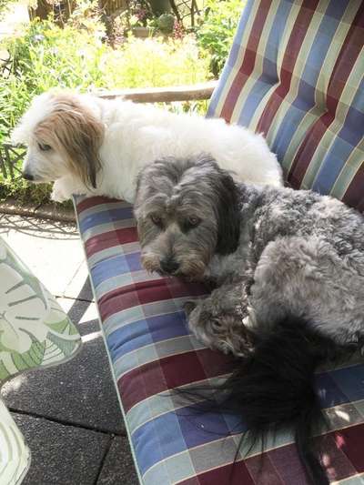 Bester Freund, Hundekumpel - zeigt her!-Beitrag-Bild