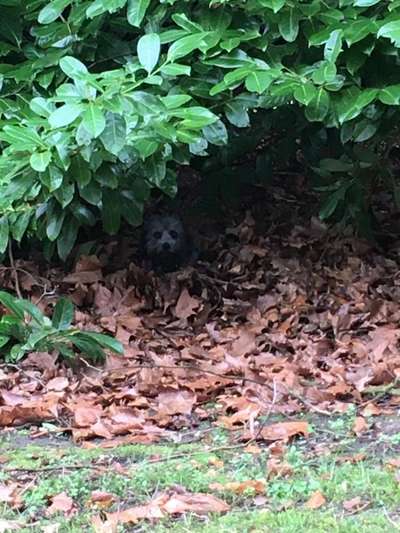 Dogorama Photo Challenge - Tarnung ist alles-Beitrag-Bild