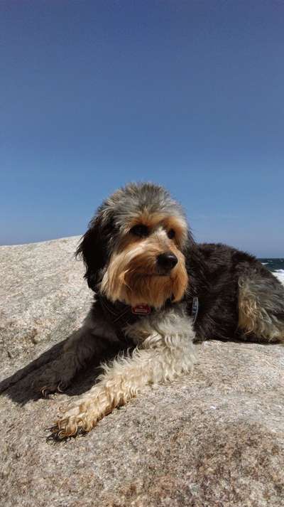 Zeigt her eure Pudel und Pudelmischlinge (:-Beitrag-Bild