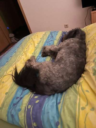 Darf der Hund bei Euch im Bett schlafen?-Beitrag-Bild