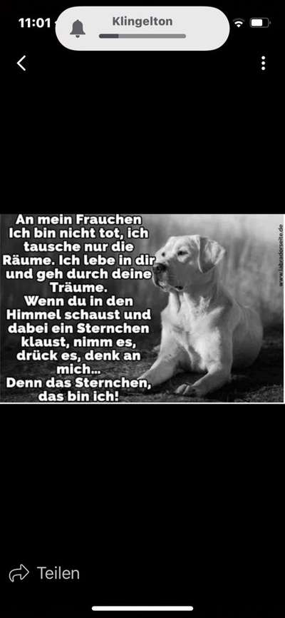 Regenbogenbrücke-Beitrag-Bild