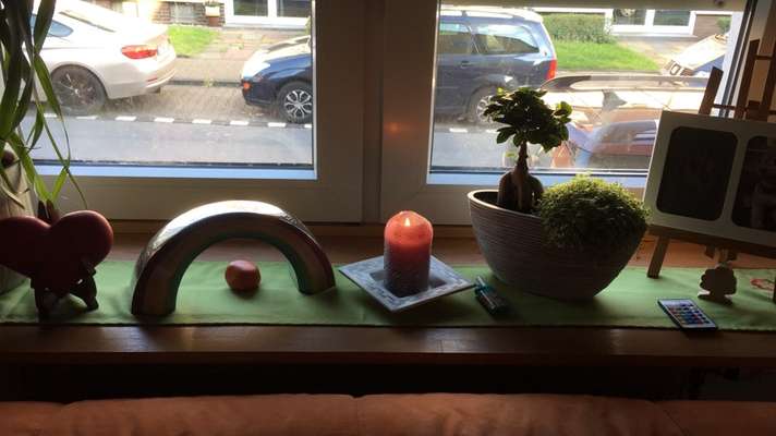 Unsere Fellnasen im Regenbogenland-Beitrag-Bild