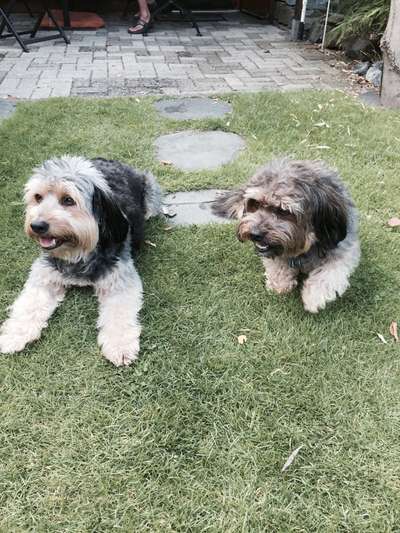 Bester Freund, Hundekumpel - zeigt her!-Beitrag-Bild