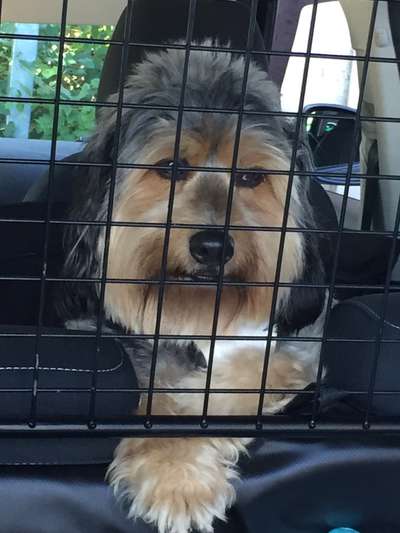 grumpy dog 😅-Beitrag-Bild