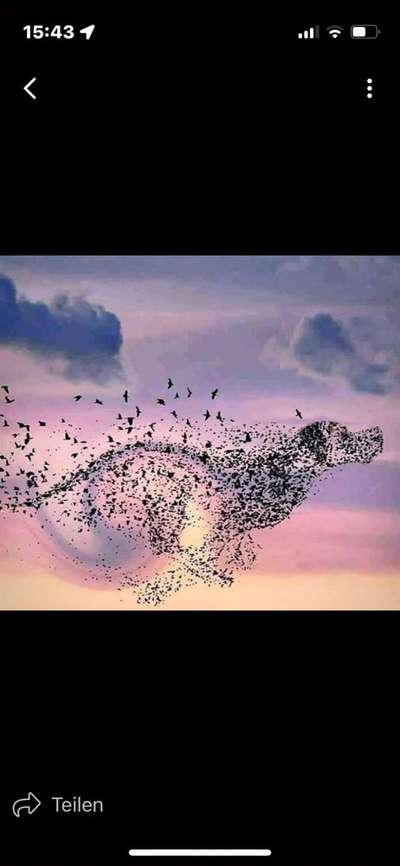 Unsere Fellnasen im Regenbogenland-Beitrag-Bild