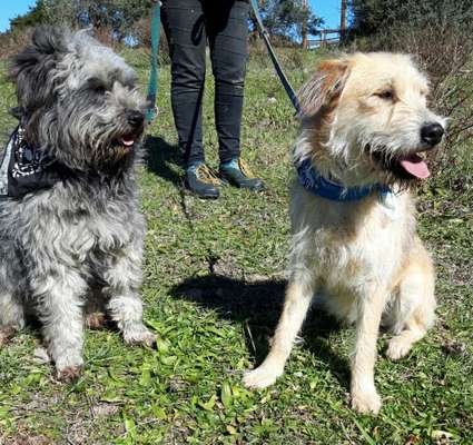 Auslandstierschutz-Beitrag-Bild