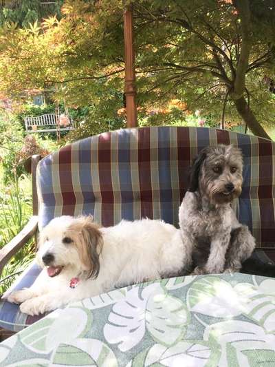 Bester Freund, Hundekumpel - zeigt her!-Beitrag-Bild