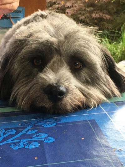 Zeigt mir die tollste Nahaufnahme von eurer Fellnase-Beitrag-Bild