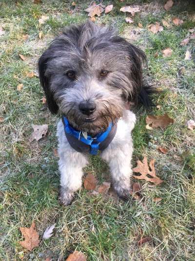 Zeigt her eure Pudel und Pudelmischlinge (:-Beitrag-Bild