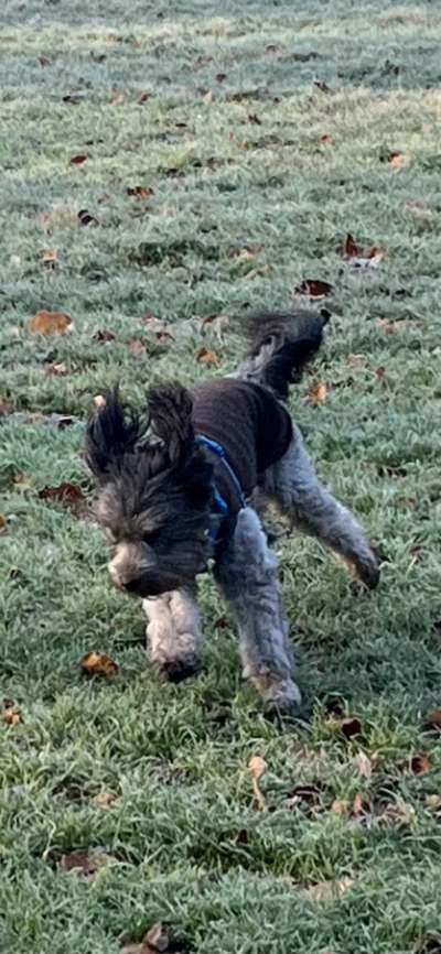 Fotosammlung: ,,Der natürliche Hund" Unbearbeitet, ungestellt und in Natura-Beitrag-Bild