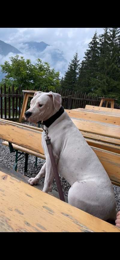 Dogo Argentino Freunde-Beitrag-Bild