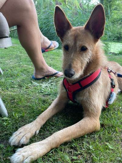 Mischlingshunde Foto Aufruf-Beitrag-Bild