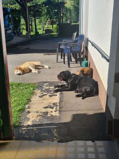 Fotosammlung: ,,Der natürliche Hund" Unbearbeitet, ungestellt und in Natura-Beitrag-Bild