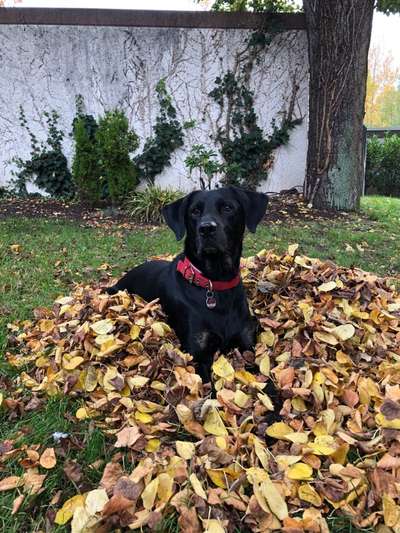 Die Dogorama Monats Challenge "Es grünt und blüht"-Beitrag-Bild