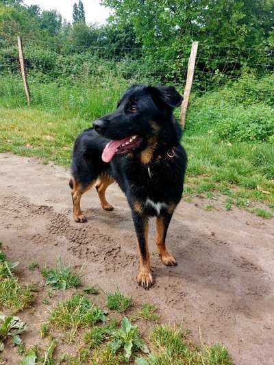 Hundetreffen-Lernen Spaziergang und Kontakte-Bild