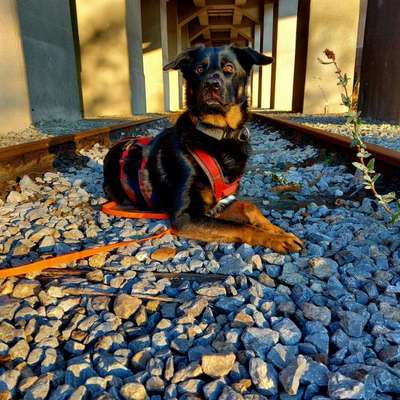 Hundetreffen-Cani cross,zughundesport-Bild