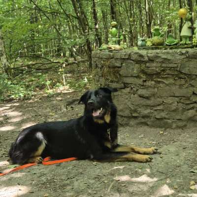 Hundetreffen-Lernen Spaziergang und Kontakte-Bild