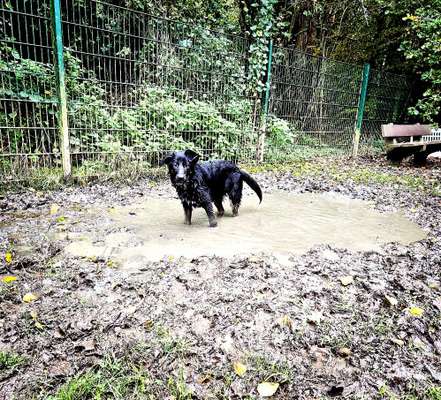 Hundetreffen-Sozialkontakt-Bild