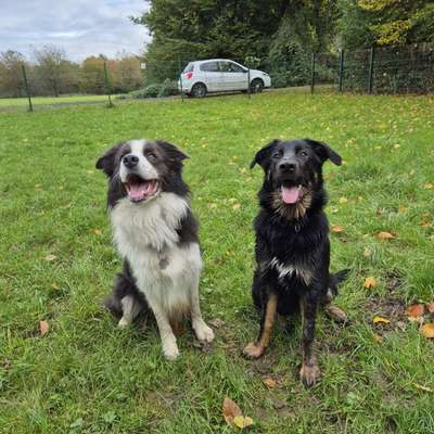 Hundetreffen-Social walk-Bild