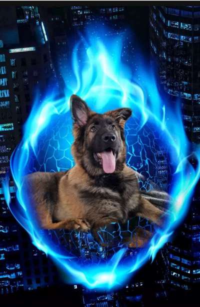 Alles rund um den Schäferhund, diskutieren erwünscht.-Beitrag-Bild