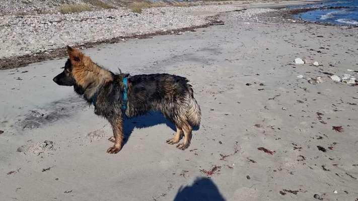 Alles rund um den Schäferhund, diskutieren erwünscht.-Beitrag-Bild