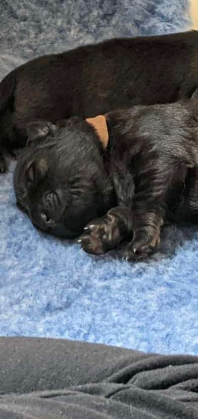 Alles rund um den Schäferhund, diskutieren erwünscht.-Beitrag-Bild