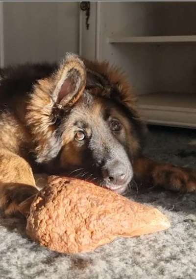 Alles rund um den Schäferhund, diskutieren erwünscht.-Beitrag-Bild