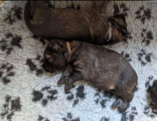 Alles rund um den Schäferhund, diskutieren erwünscht.-Beitrag-Bild