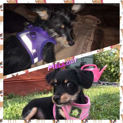 Welpen Bilder !-Beitrag-Bild