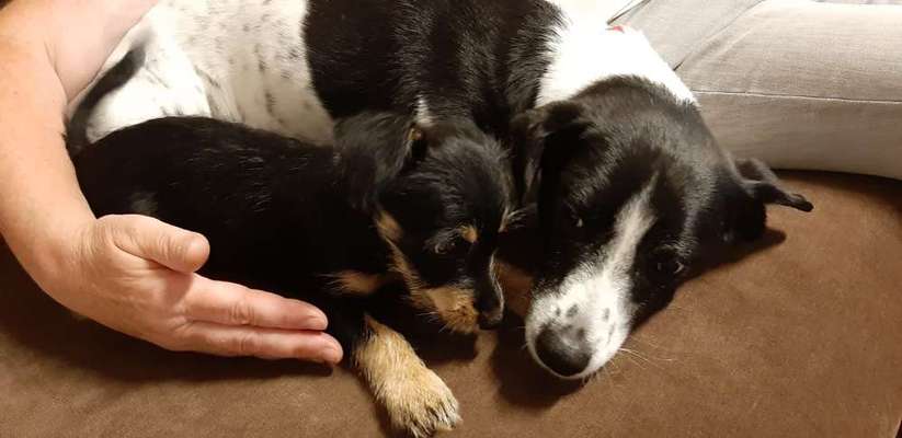 Bester Freund, Hundekumpel - zeigt her!-Beitrag-Bild