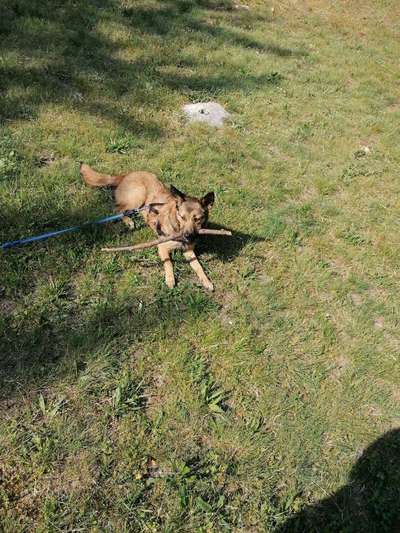 Welpen Bilder !-Beitrag-Bild