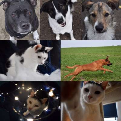 Foto's und Hundemodels-Beitrag-Bild