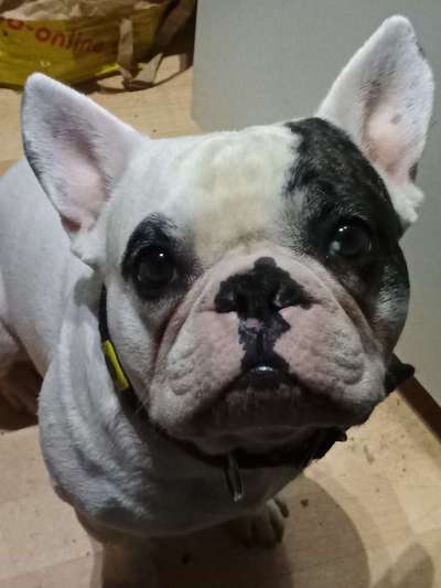 Rassen und ihre Eigenschaften-Beitrag-Bild