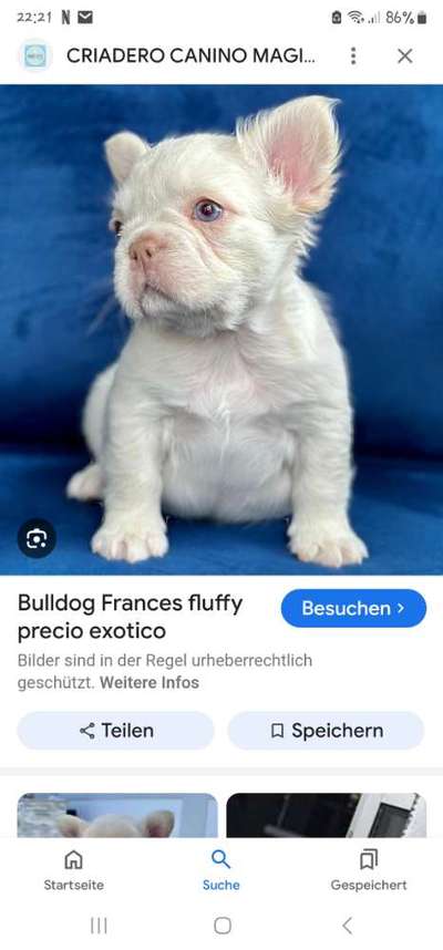 Unseriöse "Züchter" anzeigen?-Beitrag-Bild