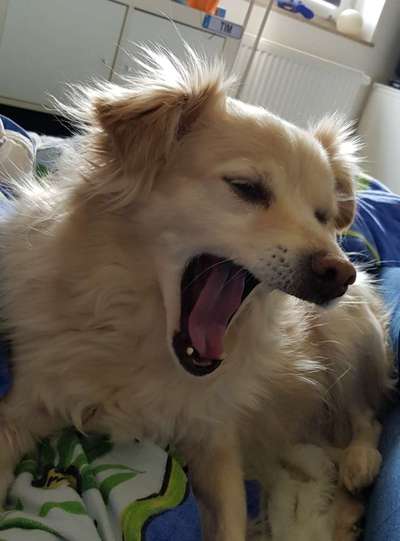 Dogorama Photo Challenge - Dein Hund beim Gähnen-Beitrag-Bild