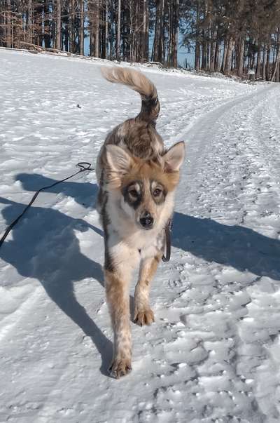 Die Dogorama Kalender Challenge Teil 2/4-Beitrag-Bild