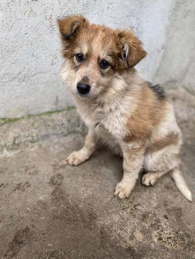 Welpen Bilder !-Beitrag-Bild